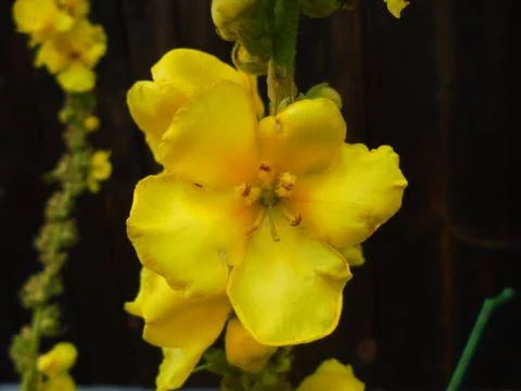 Large-flowered mullein flower macro in a temperate garden, summer Foto stock