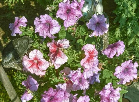 Large-flowered petunia with large light pink flowers Stock Photos