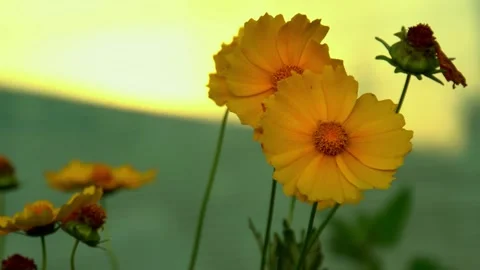 Large-flowered tickseed with sunset background Stock Footage 255496902