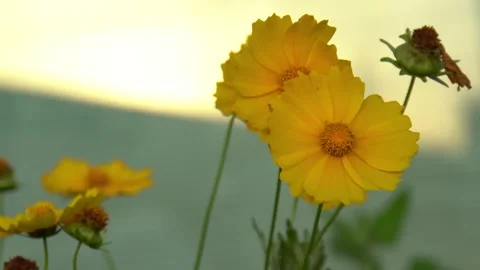 Large-flowered tickseed with sunset background Stock Footage 255497044