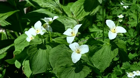 Large-flowered Trillium and Two-leaved Trillium Vídeos de archivo 333144652