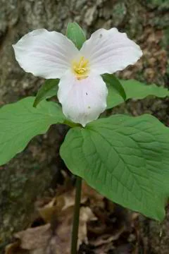 Large Flowered Trillum Stock Photos