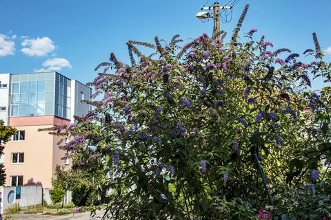 Large Flowering Buddleja Davidii Shrub in an Urban Garden Stock Photos