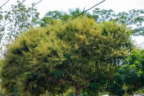 Large flowering mango tree with dense yellow blossoms blooming on branches under Stock Photos