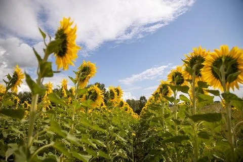 Large flowering sunflowers in rows, the image from behind against the background Stock-Fotos
