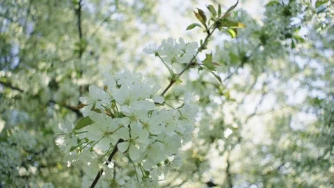 A large flowering tree through which the spring sunlight breaks through. Video stock 240303262