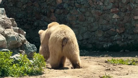 A large, fluffy brown bear with a lumbering gait walks through  enclosure Stock Footage 307088408