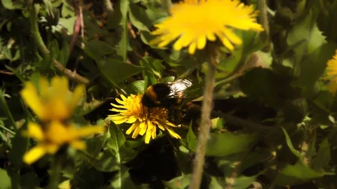 The large fluffy bumble bee gathering nectar at a flower field in a sunny day Stock Footage 86300045