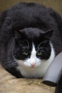 Large fluffy cat laying down on a chair Stock Photos