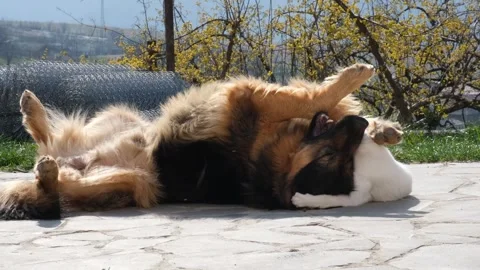 Large fluffy dog and white cat loving each other and playing outdoors while lyin Stock Footage 332875163