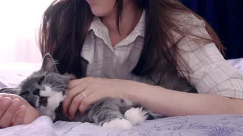 A large fluffy gray-white cat is happy to lie on the bed with the owner. A Stock Footage 155252259