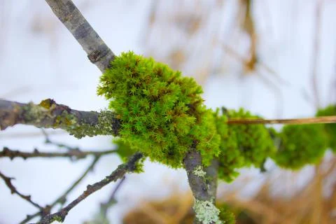 Large fluffy green moss on a tree branch, on a gray cloudy day. Stock Photos