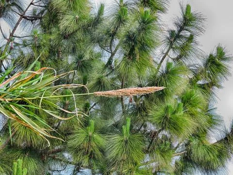 Large, fluffy, plume and pine tree Stock-Fotos