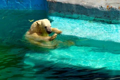 A large fluffy polar bear basks in the sun and swims in the water at the zoo. Stock Photos