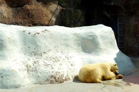 A large fluffy polar bear basks in the sun and sleeps in a zoo. Stock Photos