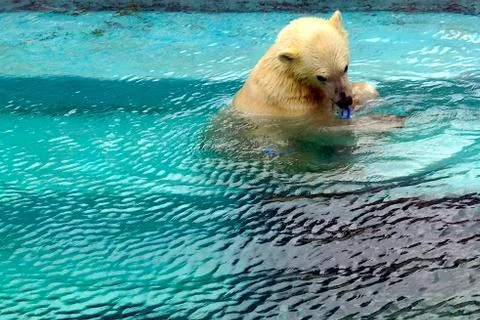 A large fluffy polar bear basks in the sun and swims in the water at the zoo. Stock Photos