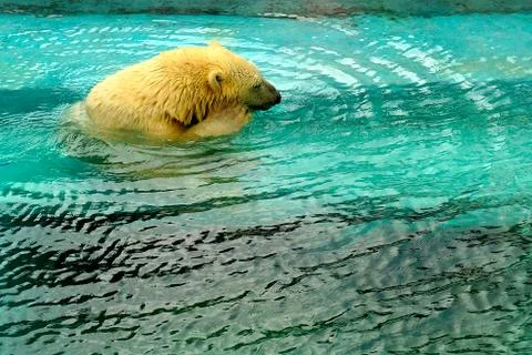 A large fluffy polar bear basks in the sun and swims in the water at the zoo. Stock Photos