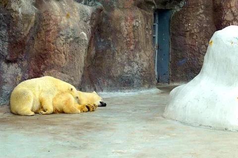 A large fluffy polar bear basks in the sun and sleeps in a zoo. Stock Photos