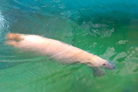 A large fluffy polar bear basks in the sun and swims in the water at the zoo. Stock Photos