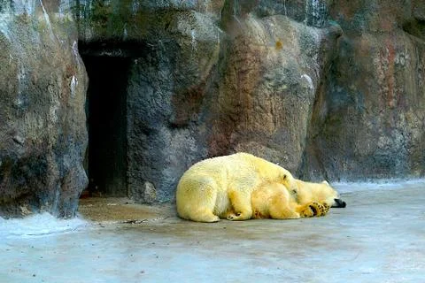 A large fluffy polar bear basks in the sun and sleeps in a zoo. Stock Photos