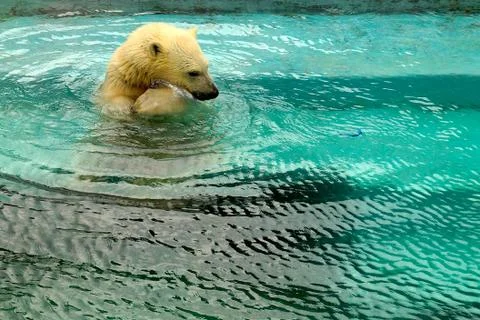 A large fluffy polar bear basks in the sun and swims in the water at the zoo. Stock Photos