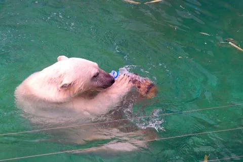 A large fluffy polar bear basks in the sun and swims in the water at the zoo. Stock Photos