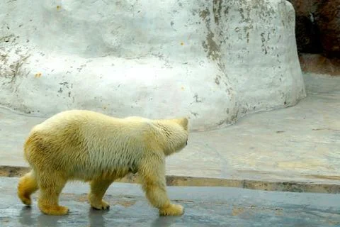 A large fluffy polar bear basks in the sun and walks in the zoo. Stock Photos