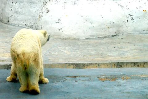 A large fluffy polar bear basks in the sun and walks in the zoo. Stock Photos