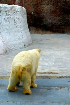 A large fluffy polar bear basks in the sun and walks in the zoo. Stock Photos