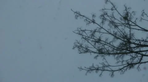 Large fluffy snowflakes fall past stark winter branches of tree. Stock Footage 14819856