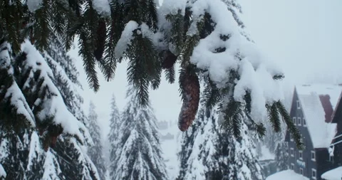 Large fluffy spruce trees are in snow in the forest Stock Footage 264985756