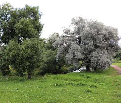 Large fluffy tree with beautiful light gray leaves on the berg of a small riv Stock Photos
