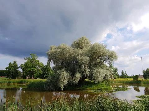 Large fluffy tree with unusual light leaves on the shore of a reservoir Foto stock