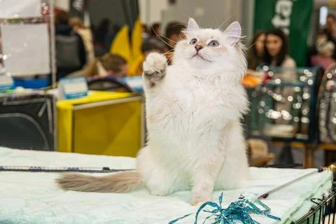 A large, fluffy white cat Neva Masquerade standing on a green-draped table .. Stock-Fotos