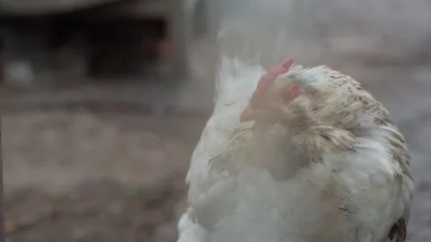 A large fluffy white chicken close-up looks at the cameras Stock Footage 244763429