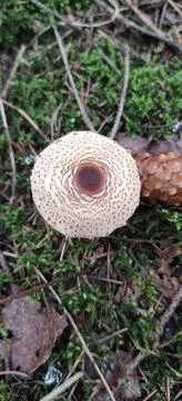 A large fly agaric growing from moss Stockfoto's