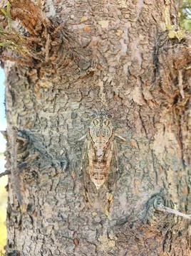 A large fly cicada sits on a tree Stock Photos