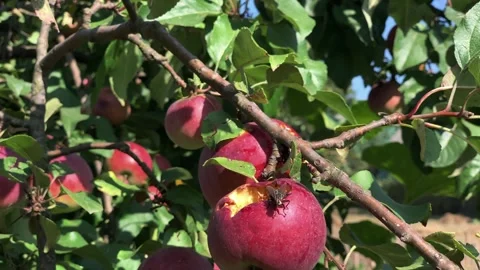  large fly climbs on a damaged apple on an apple tree branch in an orchard Vídeo Stock 284001491