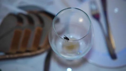 A large fly is crawling along the edge of the glass on the table. Stock Footage 138115090
