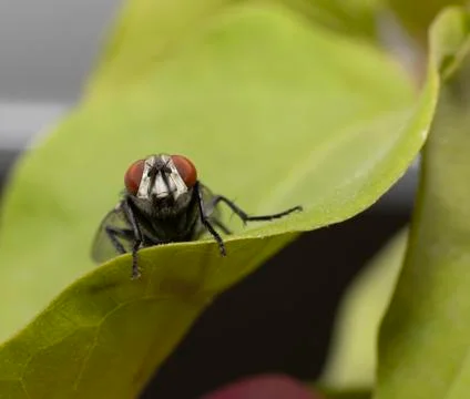 Large fly found in the UAE Stock Photos