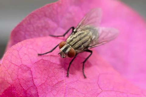 Large fly found in the UAE Stock Photos