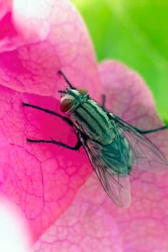 Large fly found in the UAE Stock Photos