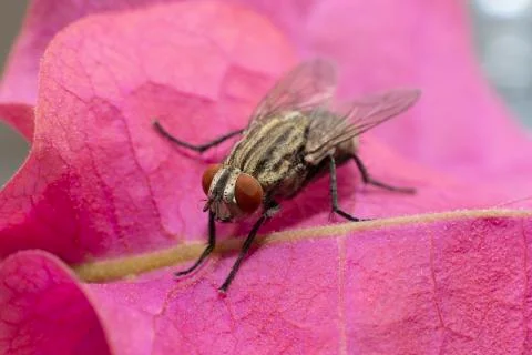 Large fly found in the UAE Stock Photos