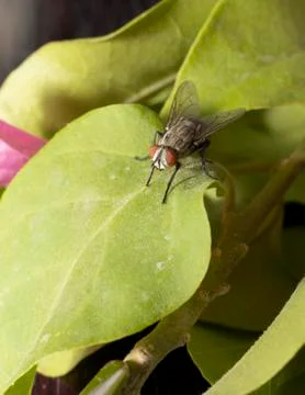 Large fly found in the UAE 写真素材