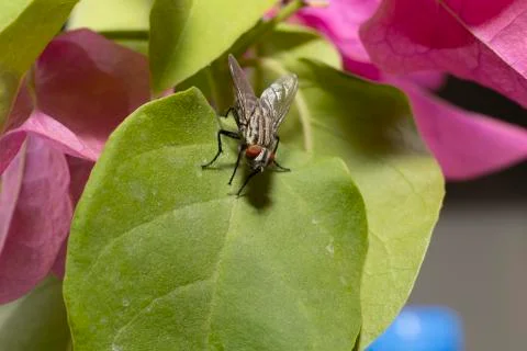 Large fly found in the UAE Stock Photos