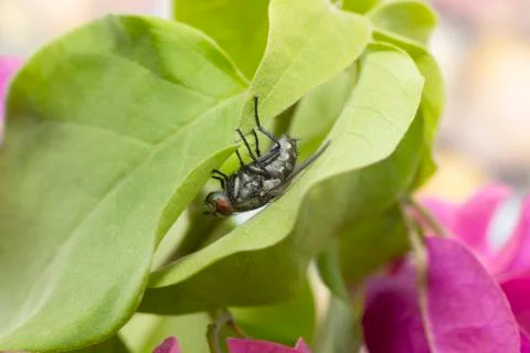 Large fly found in the UAE Stock Photos
