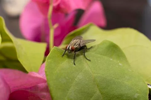 Large fly found in the UAE 写真素材