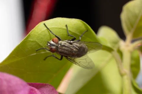 Large fly found in the UAE Stock Photos