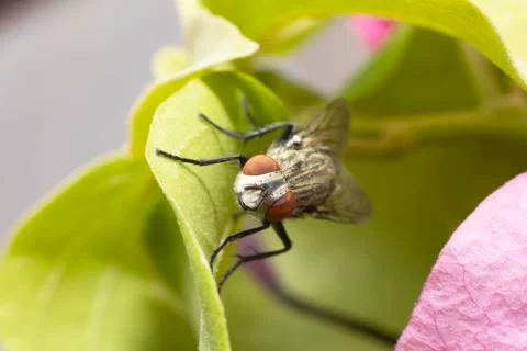 Large fly found in the UAE Stock Photos