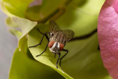 Large fly found in the UAE Stock Photos